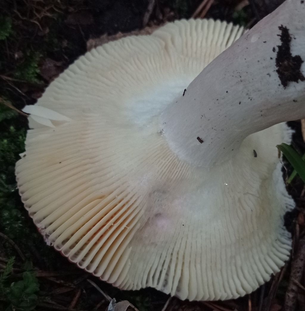 Russula sp.